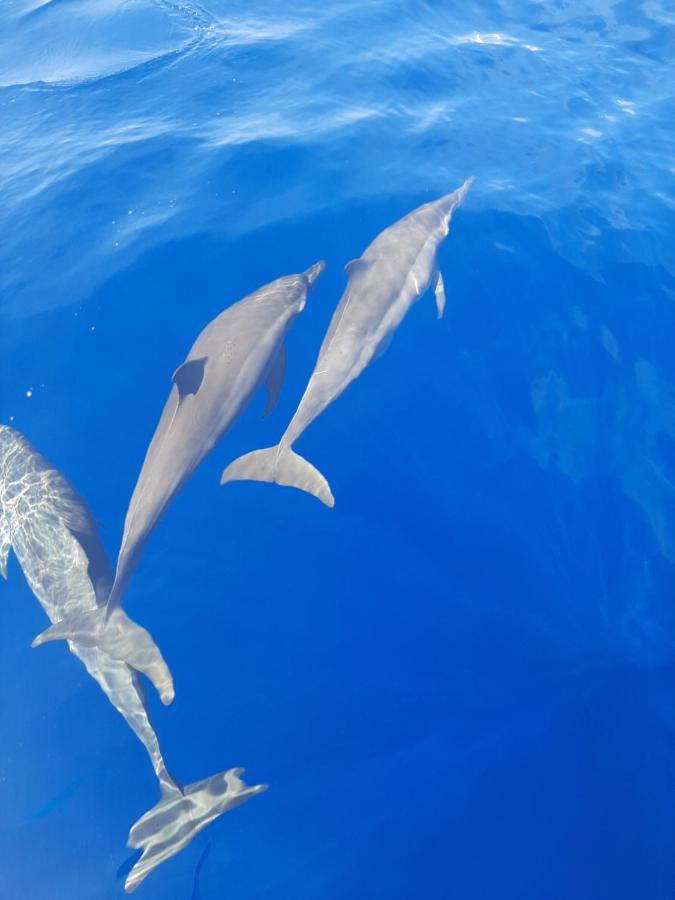 Blue Shark Divers بوناكن المظهر الخارجي الصورة